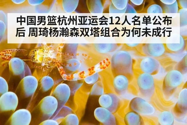 中国男篮杭州亚运会12人名单公布后 周琦杨瀚森双塔组合为何未成行